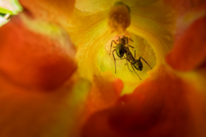 Des astuces naturelles pour eliminer les fourmis a la maison